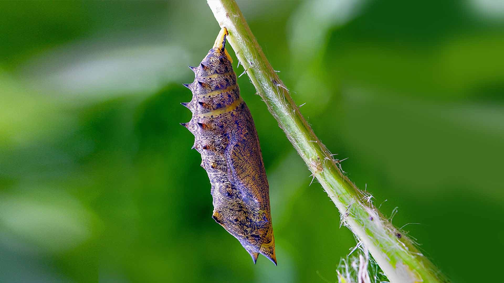 Chrysalis