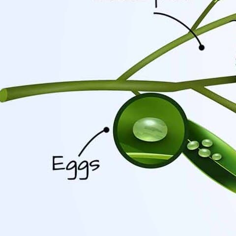 Egg
